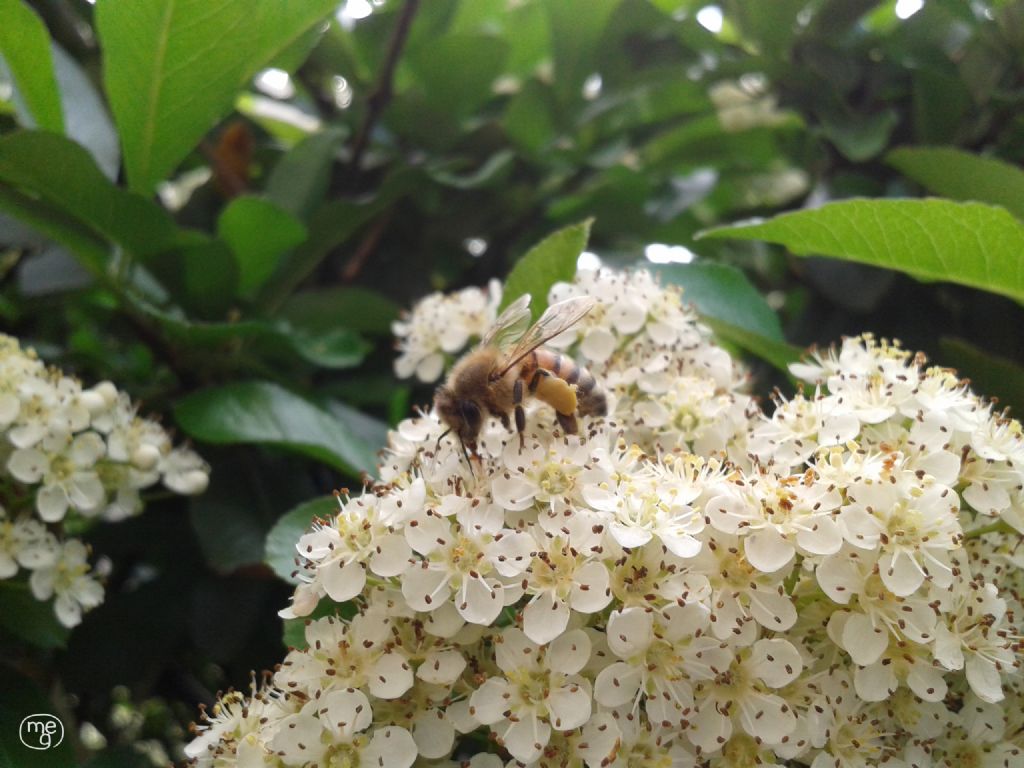 Api e Pyracantha... quanto lavoro!