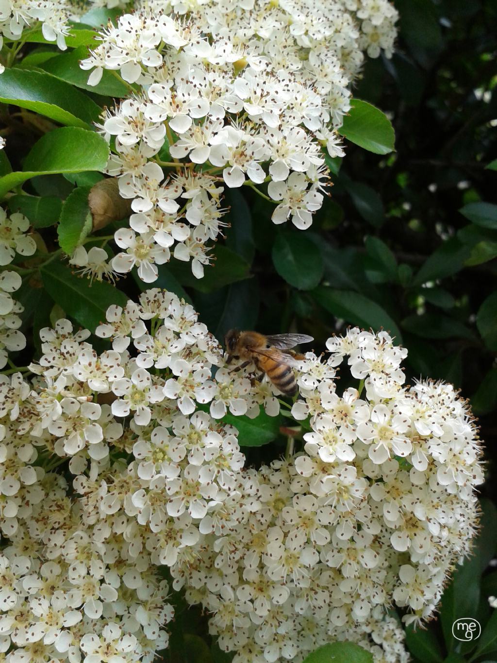 Api e Pyracantha... quanto lavoro!