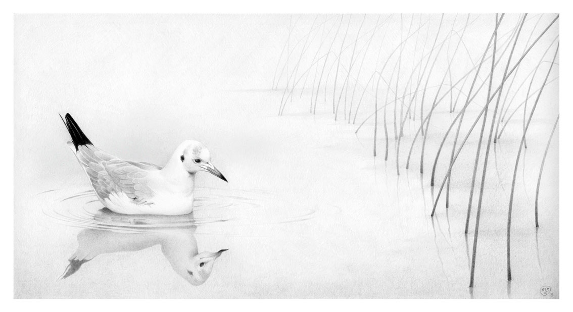 Gabbiano: ancora grafite