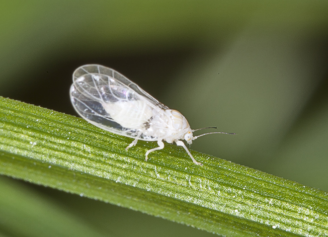 Aphididae? No, Psyllidae