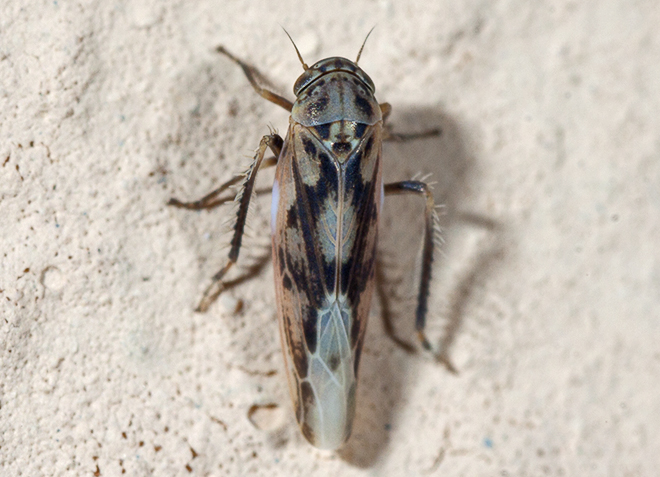 Idiocerus ?  No, Balclutha sp.