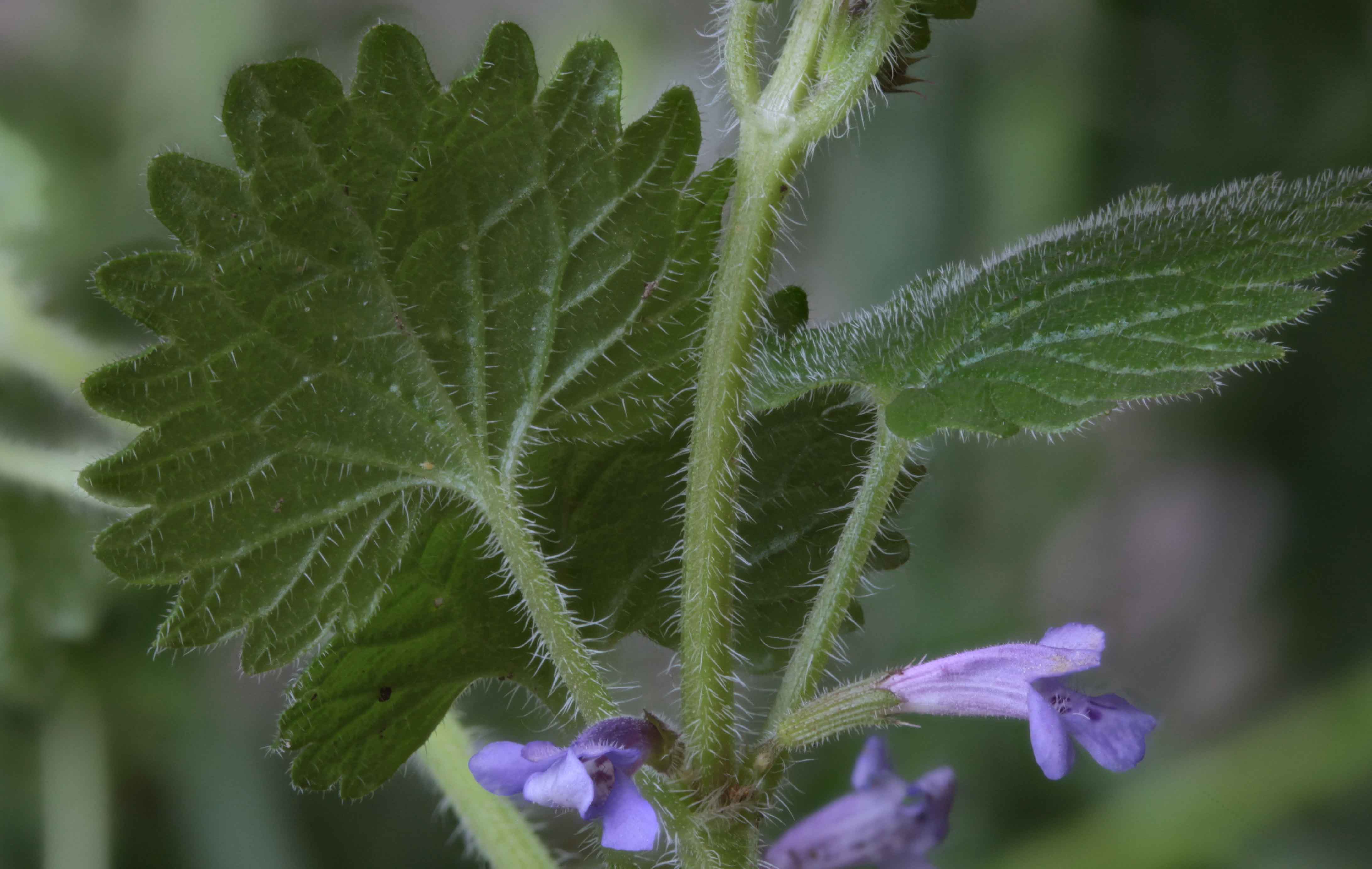 fiore di bosco Canavese (TO) - Glechoma hederacea