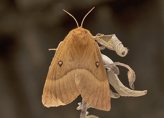 Noctuidae ? No, Lasiocampidae: Lasiocampa quercus, femmina,