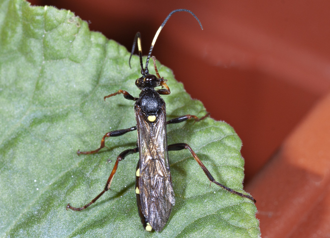 Vespa: Ichneumonidae