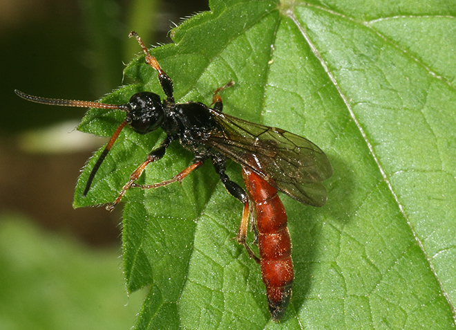 Vespa? No, Ichneumonidae: Alomya sp.