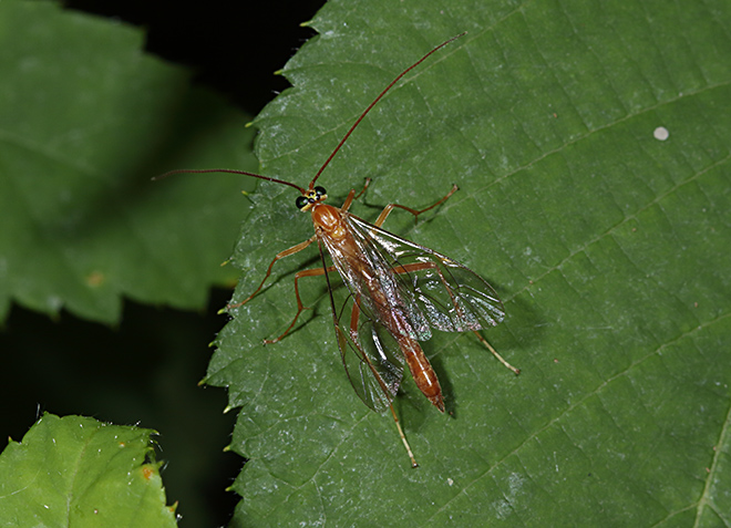 Vespa? No, Ichneumonidae Ophionini sp.