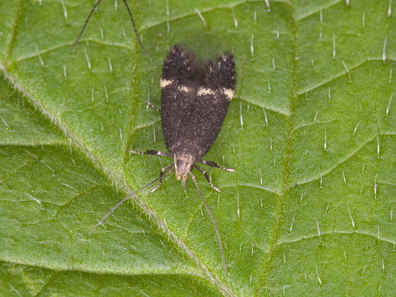 farfallina - Stomopterix flavipalpella