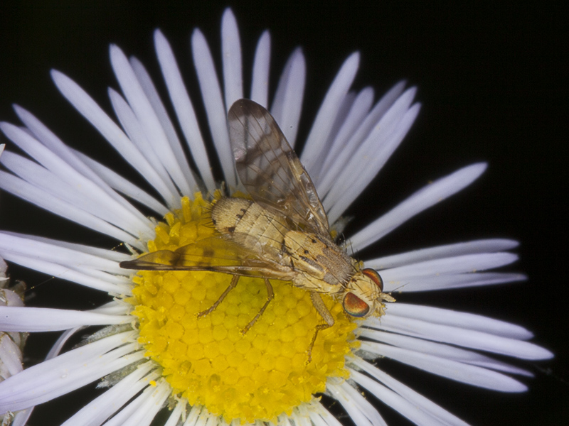 Terellia  tussilaginis (Tephritidae)