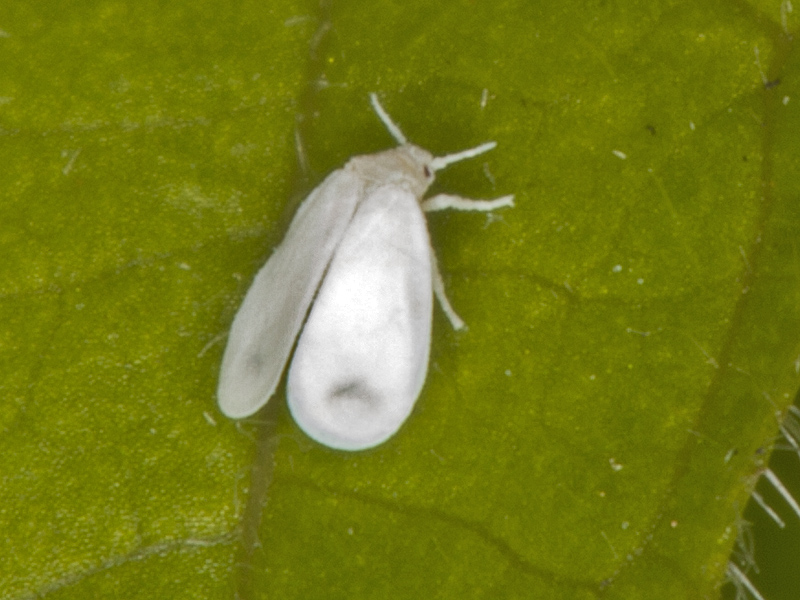 prob. Aleyrodes sp. (Aleyrodidae)