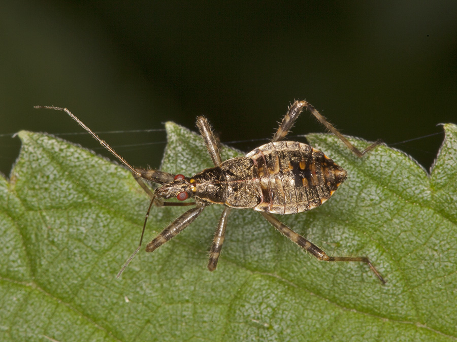 Nabidae: Himacerus apterus (ninfa)