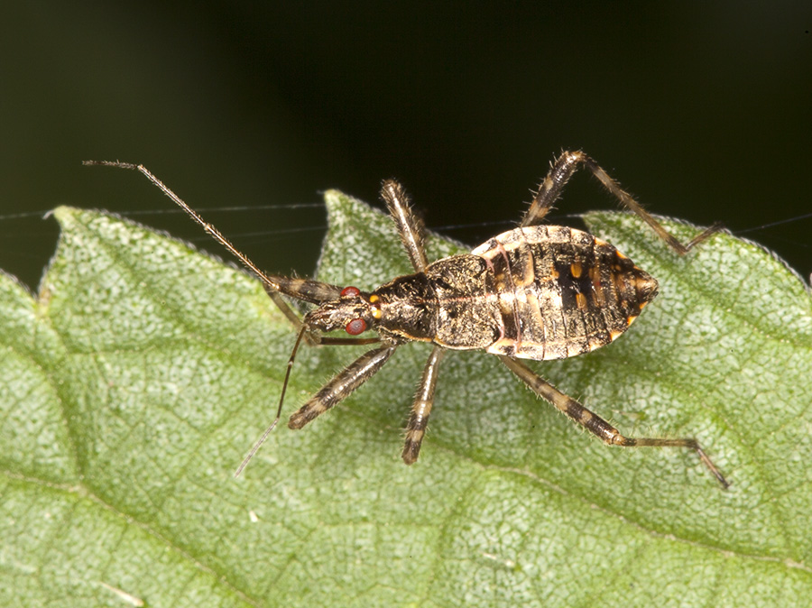 Himacerus?