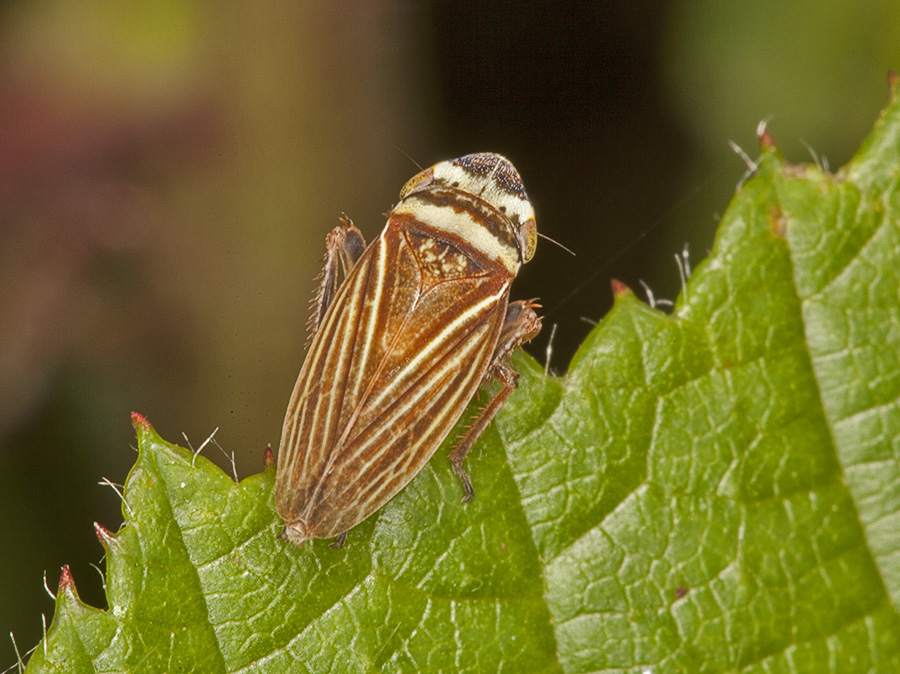 ID