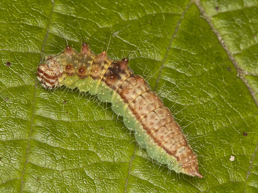 bruco - Drepana cfr. falcataria , Drepanidae