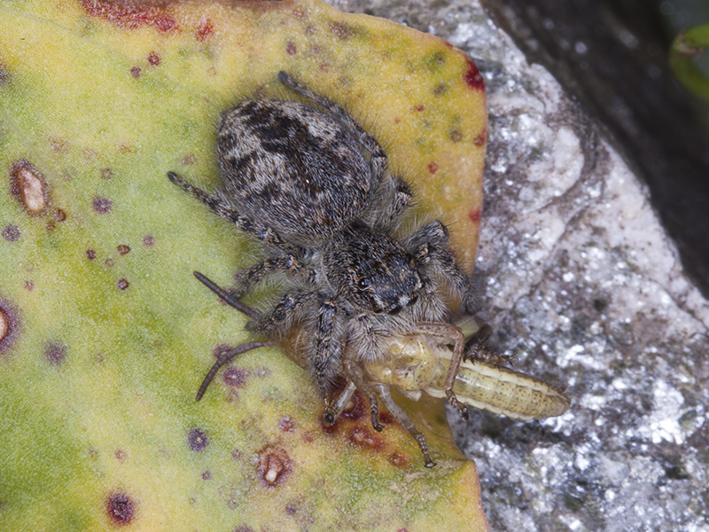 Philaeus chrysops - Ponte Canavese (TO)