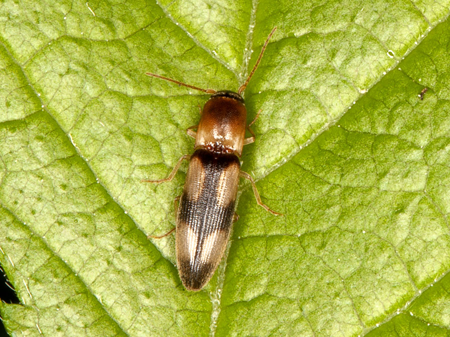 Betarmon bisbimaculatus, Elateridae