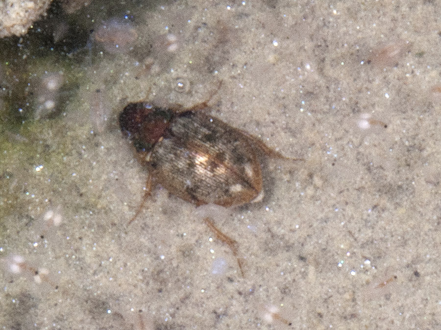 anfibio