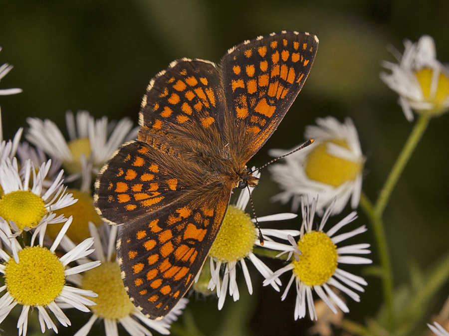 Melitaea cfr. aurelia