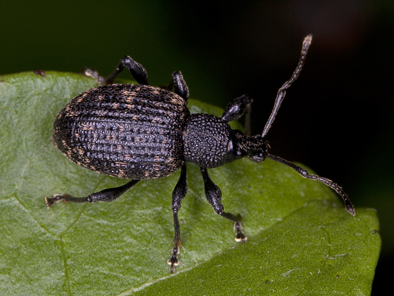 Otiorhynchus ?