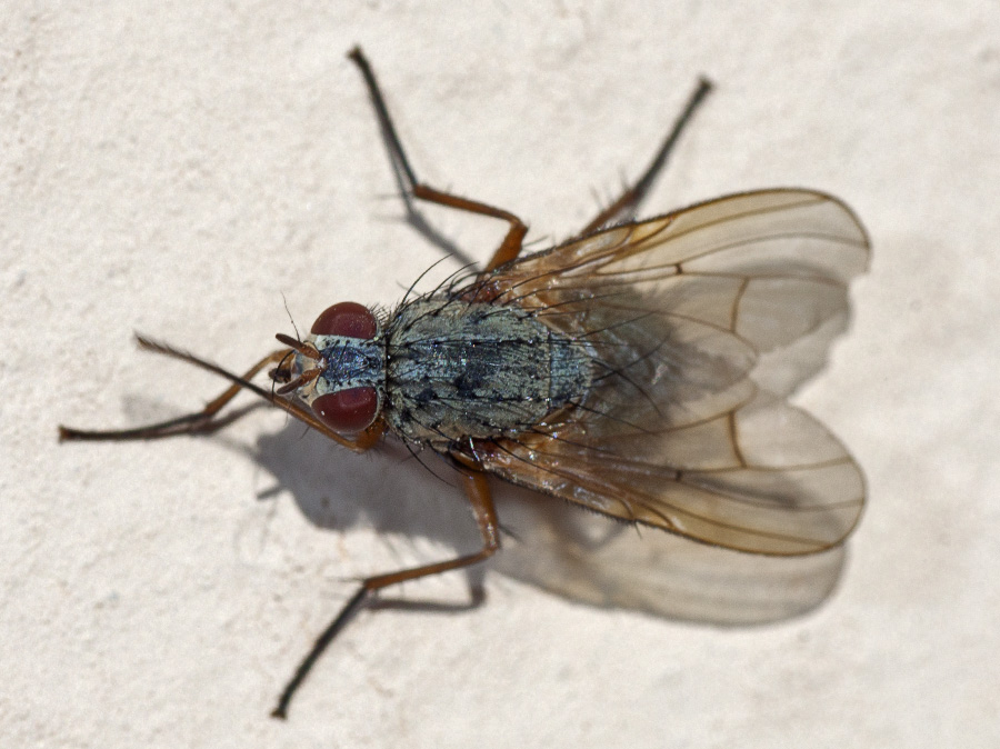 mosca