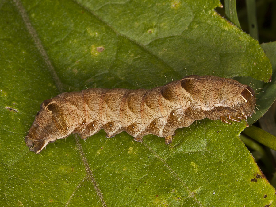 bruco - Melanchra persicariae