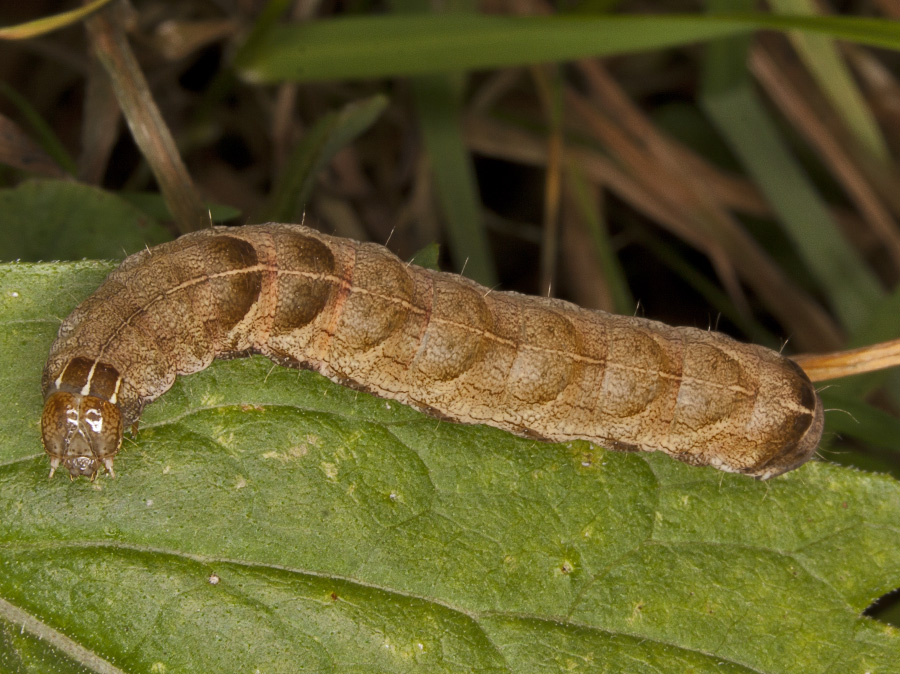 bruco - Melanchra persicariae