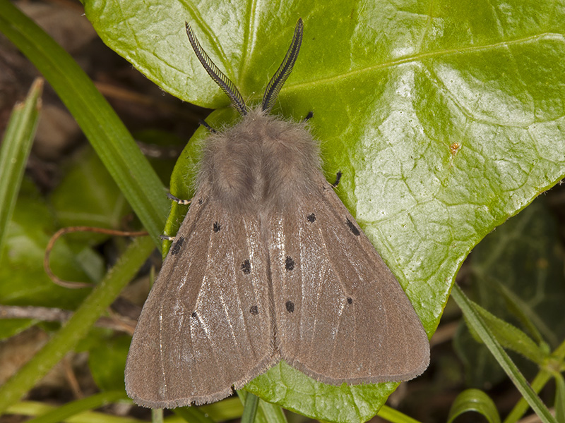 farfalla - Diaphora mendica