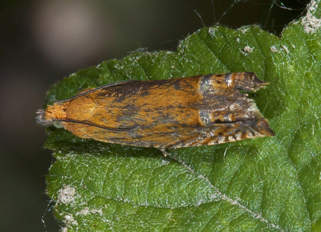 Lathronympha strigana, Tortricidae