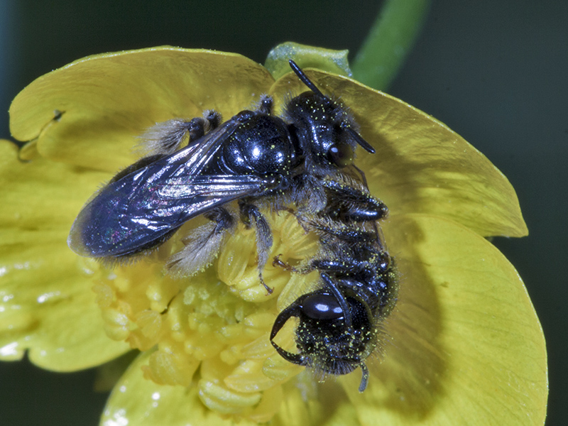 Vespe? non proprio! Panurgus sp. (Apidae Andreninae)