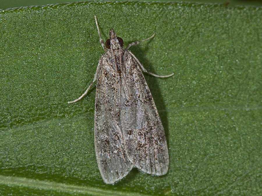 farfallina - Crambidae Scopariinae