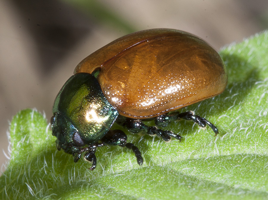 Chrysolina polita