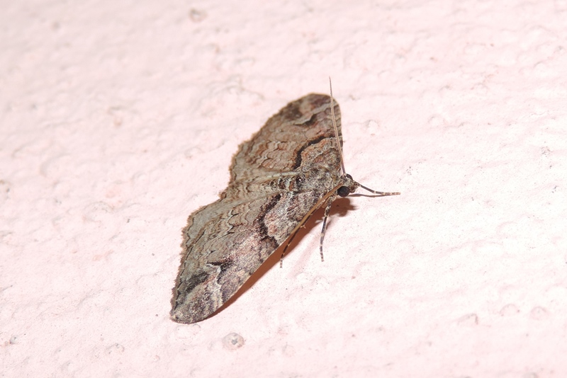 Catarhoe basochesiata (Duponchel, 1831)