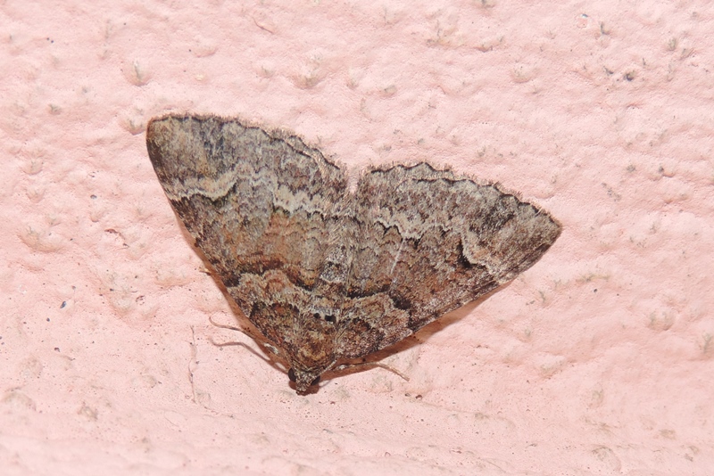 Catarhoe basochesiata (Duponchel, 1831)