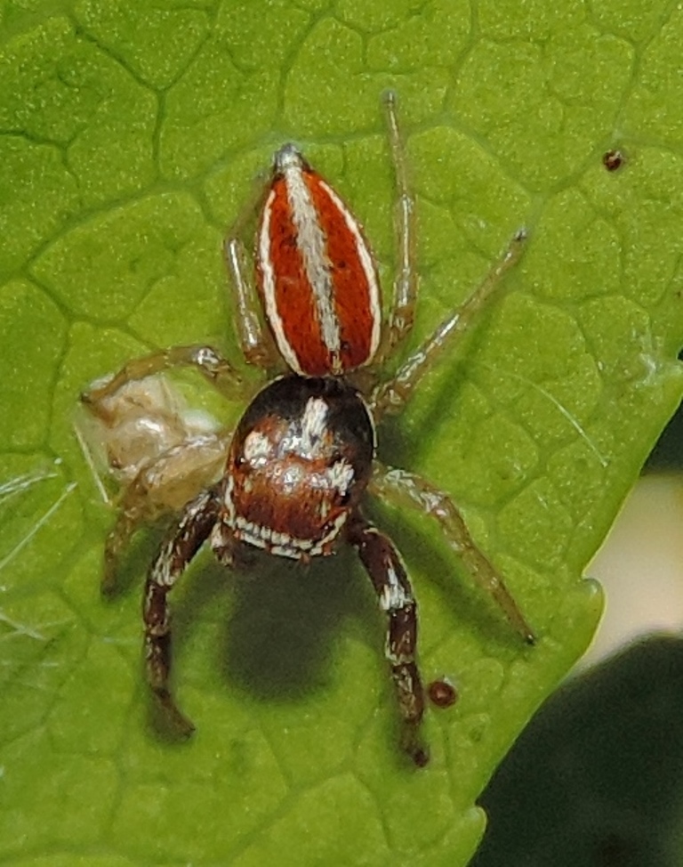 Maschio di Icius hamatus - Mela Murgia Quartucciu (CA)
