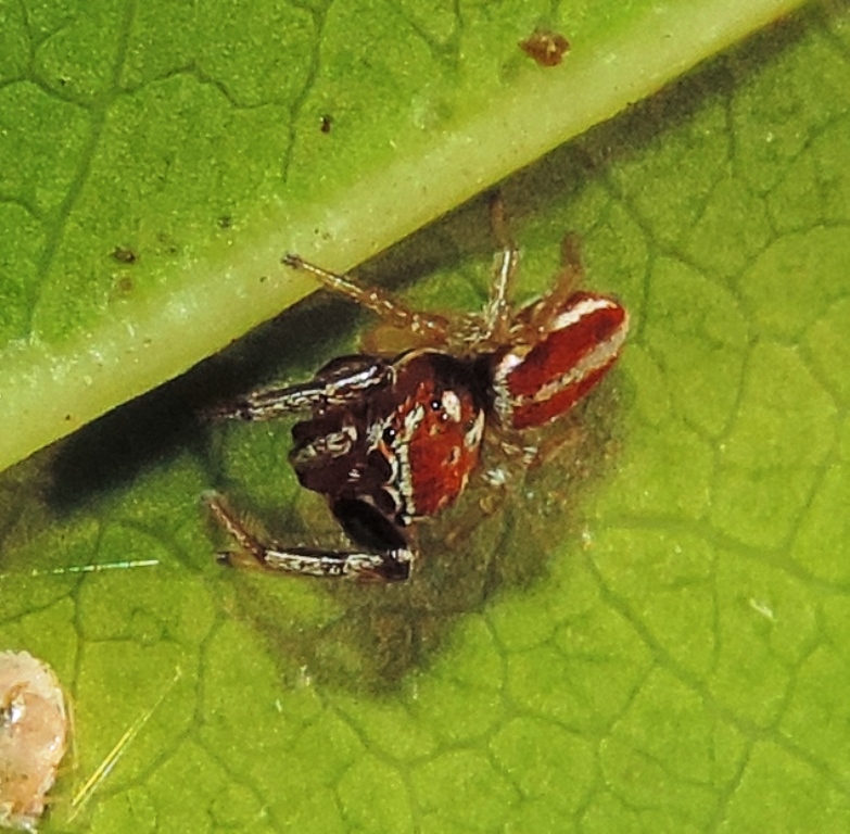 Maschio di Icius hamatus - Mela Murgia Quartucciu (CA)
