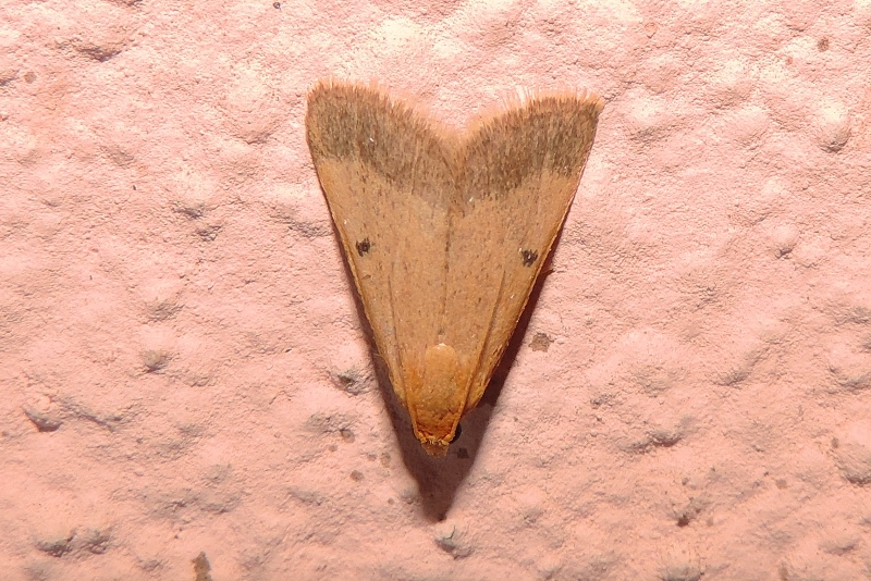 Maradana (Scotomerodes ) fuscolimbalis ( Ragonot, 1887) - Pyralidae