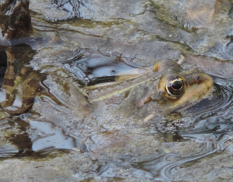 rana in Sardegna - Pelophylax cfr. ridibundus