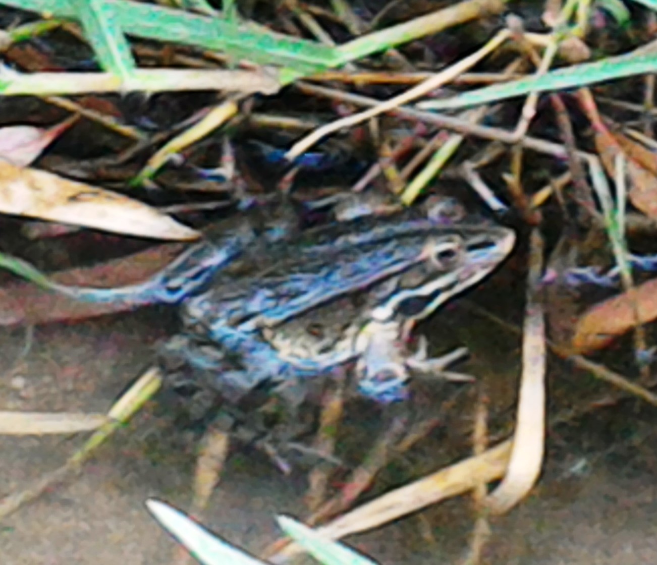 rana in Sardegna - Pelophylax cfr. ridibundus