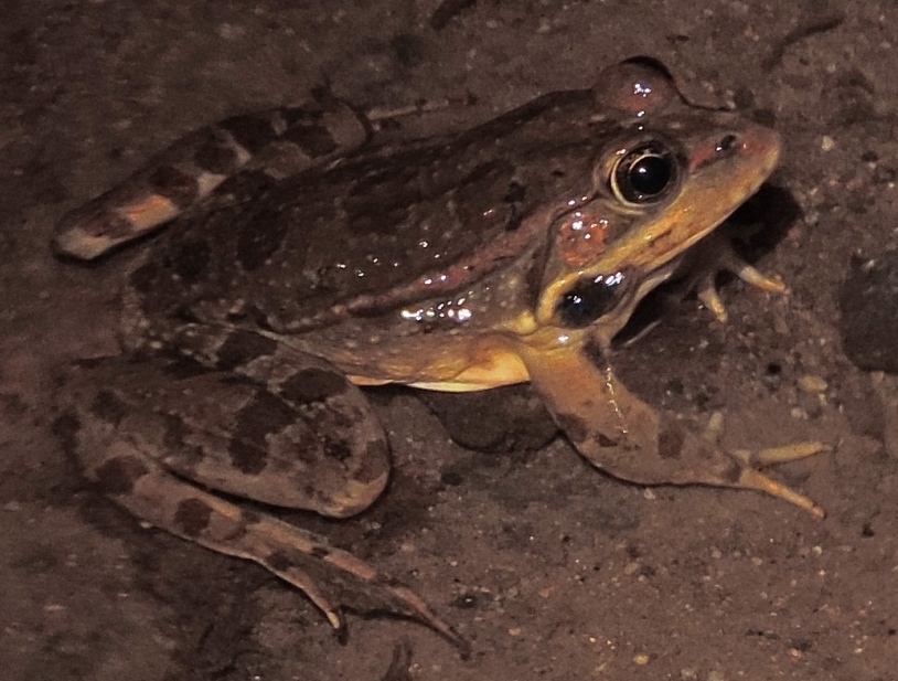 rana in Sardegna - Pelophylax cfr. ridibundus