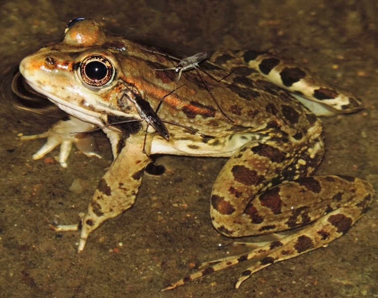 rana in Sardegna - Pelophylax cfr. ridibundus