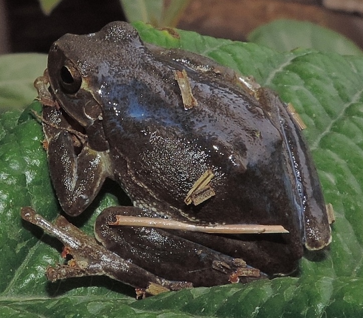 Raganella di colore atipico - Hyla sarda