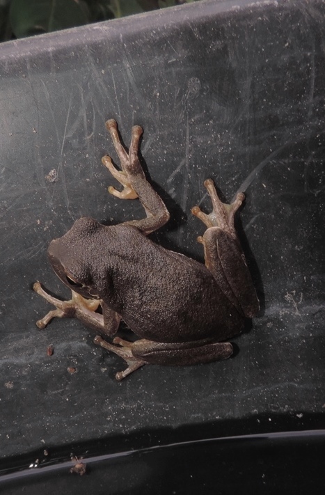 Raganella di colore atipico - Hyla sarda