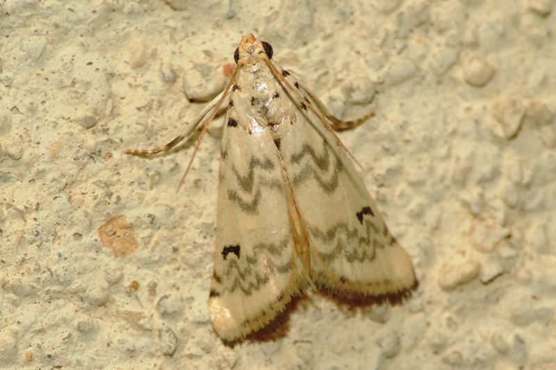 Euzophera lunulella (O. COSTA, 1836)