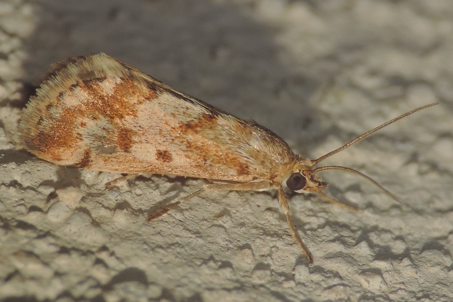 Tegostoma comparalis (Hbner, 1796) -  Crambidae