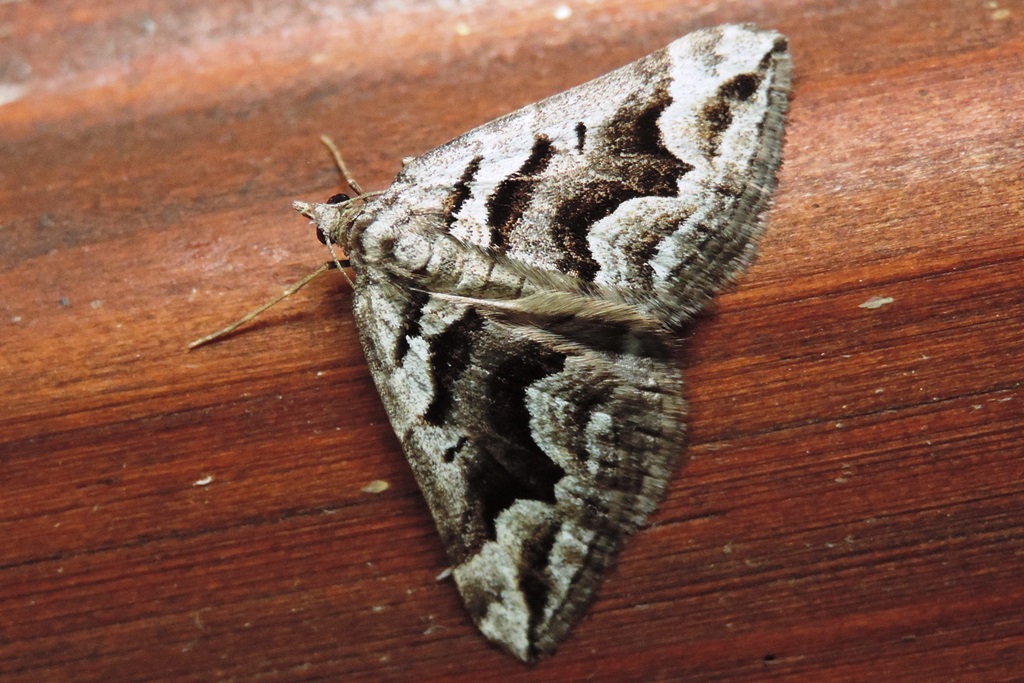 Scotopteryx proximaria (Rambur, 1833) -Geometridae Larentiinae Xanthorhoini