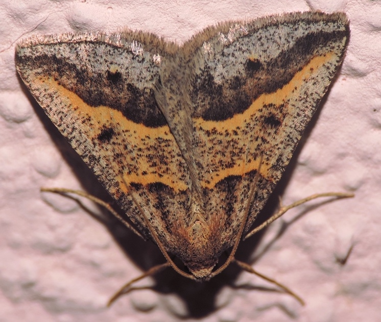 Petrophora binaevata (Mabille, 1869) - ♂ - Geometridae