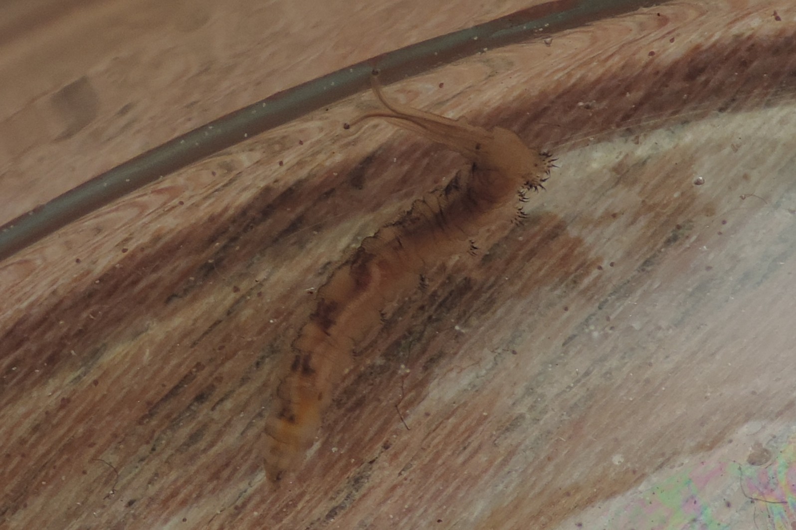 Larve salina  Ephydroidea