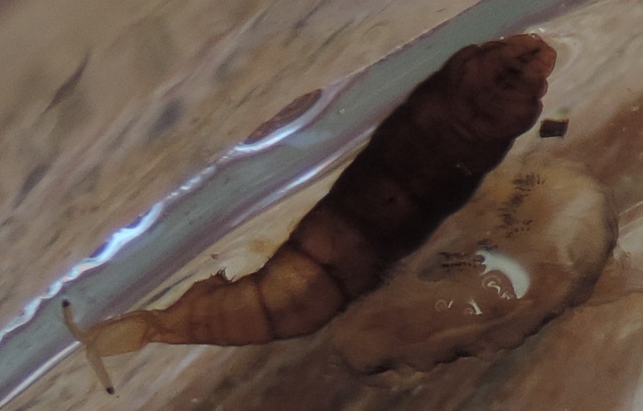 Larve salina  Ephydroidea