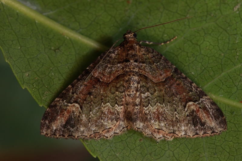 Catarhoe basochesiata (Duponchel, 1831)