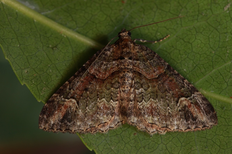 Catarhoe basochesiata (Duponchel, 1831)