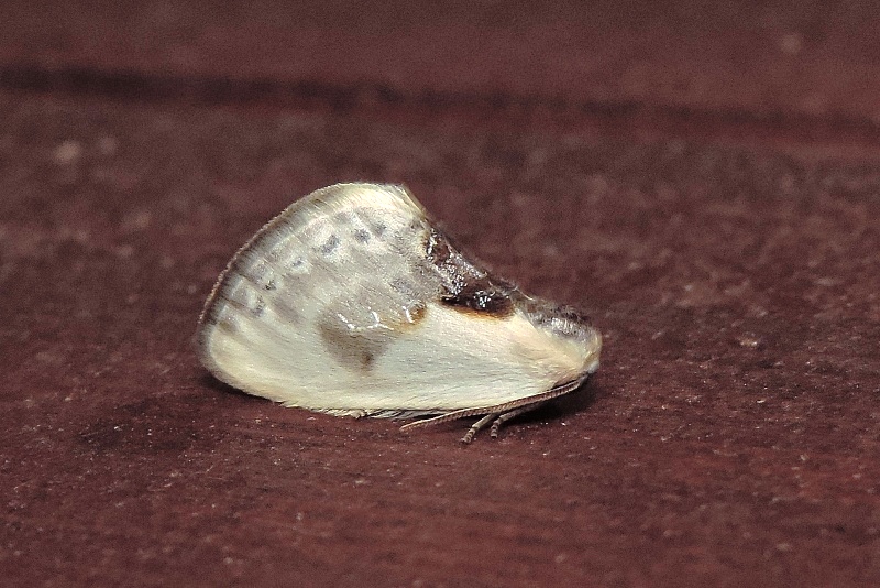Cilix glaucata (Drepanidae)